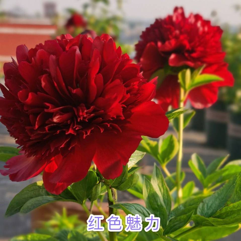 预售|红进口芍药(红色魅力)