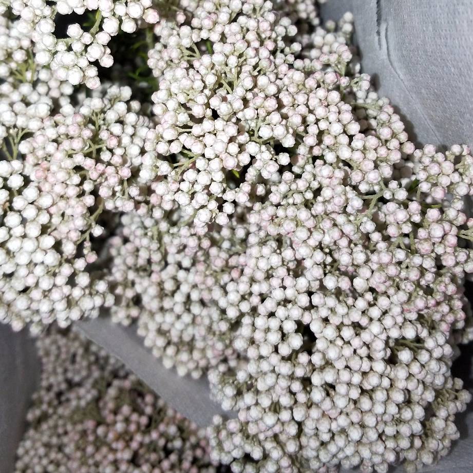 小米花 鲜花 花易宝 好货源选大平台