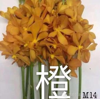 千代兰 彩兰 花易宝 好货源选大平台