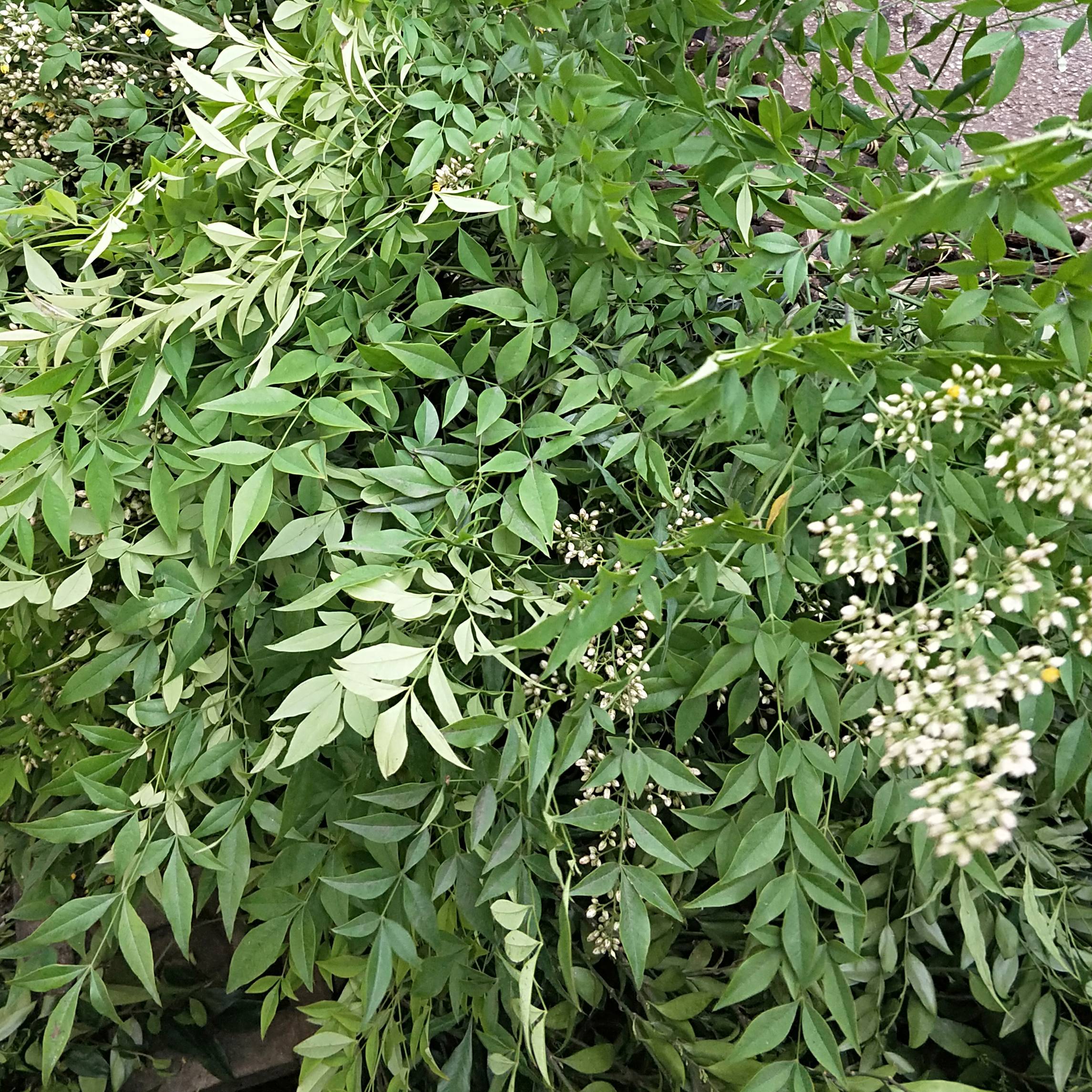 南天竹 花易宝 好货源选大平台