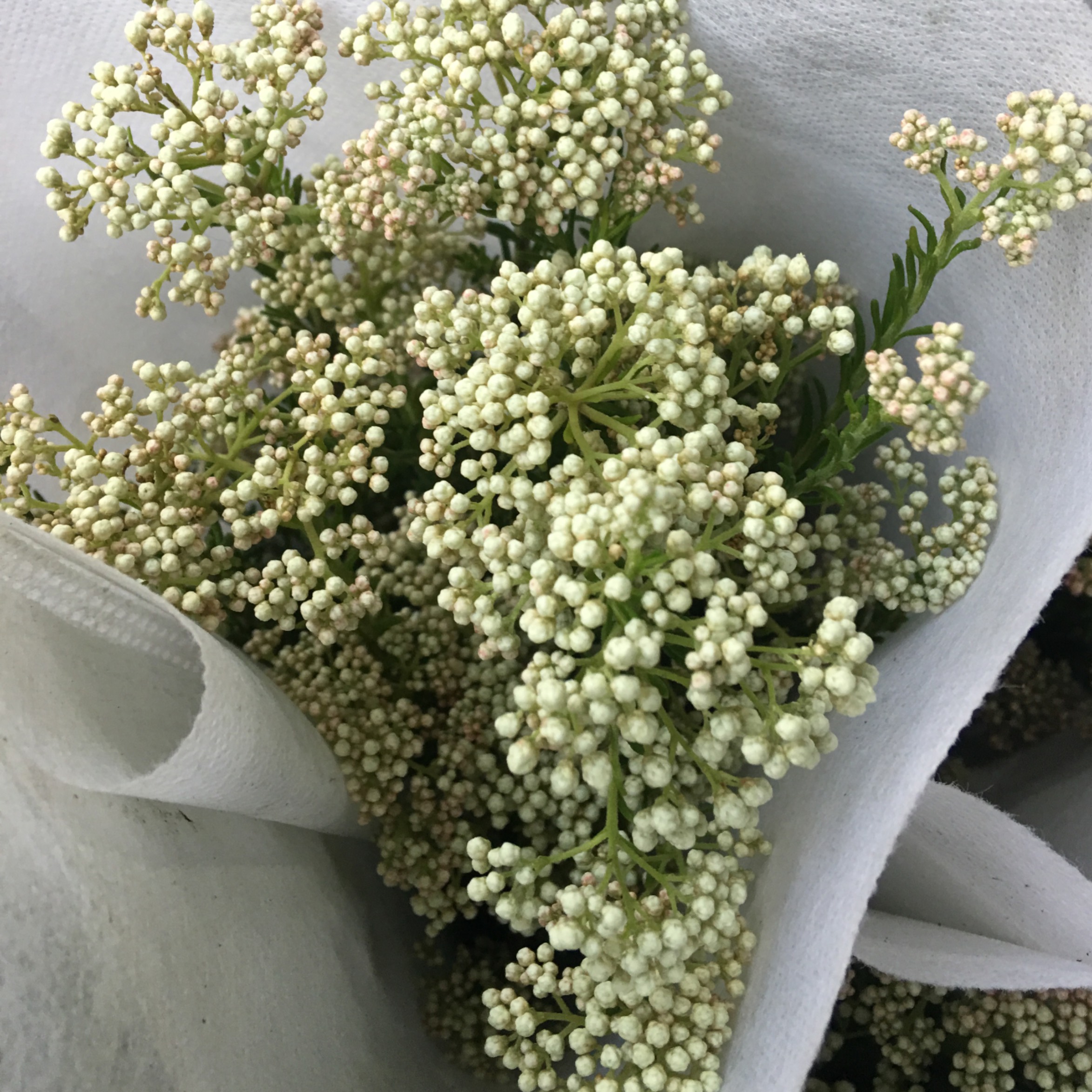 小米花 鲜花 花易宝 好货源选大平台