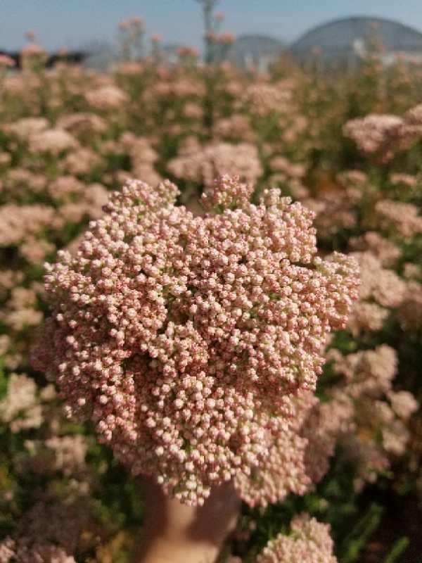 小米花 鲜花 花易宝 好货源选大平台