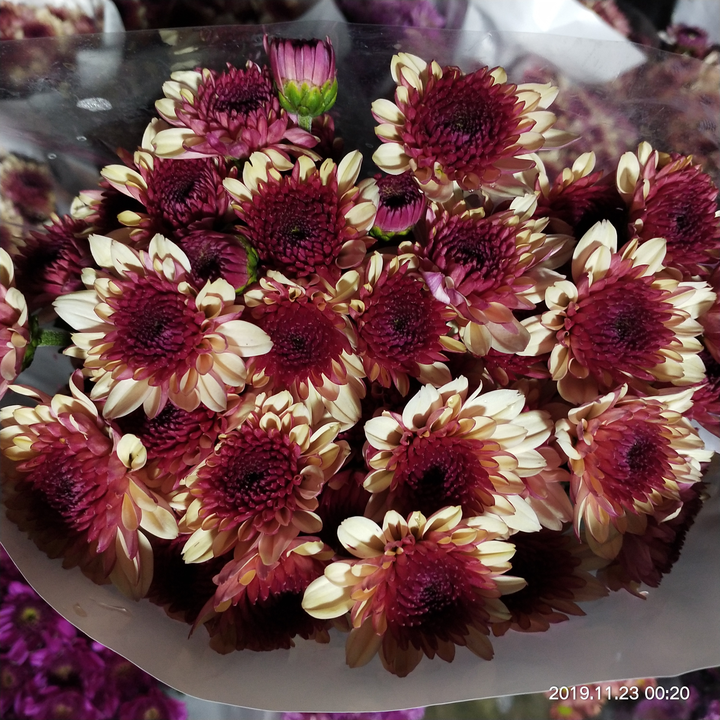 13 33-204064-11 【D】 丹菊 TANGIKU バレリーナ 20SR BN-20SR / コンドル 20SR CR-20SR 飛行機 プラモデル おもちゃ 未組立 大33 小菊Kogiku Mum \u0026 Mille-feuille 03680 \u0026 04190 系列\u2013 心語花意- 日本