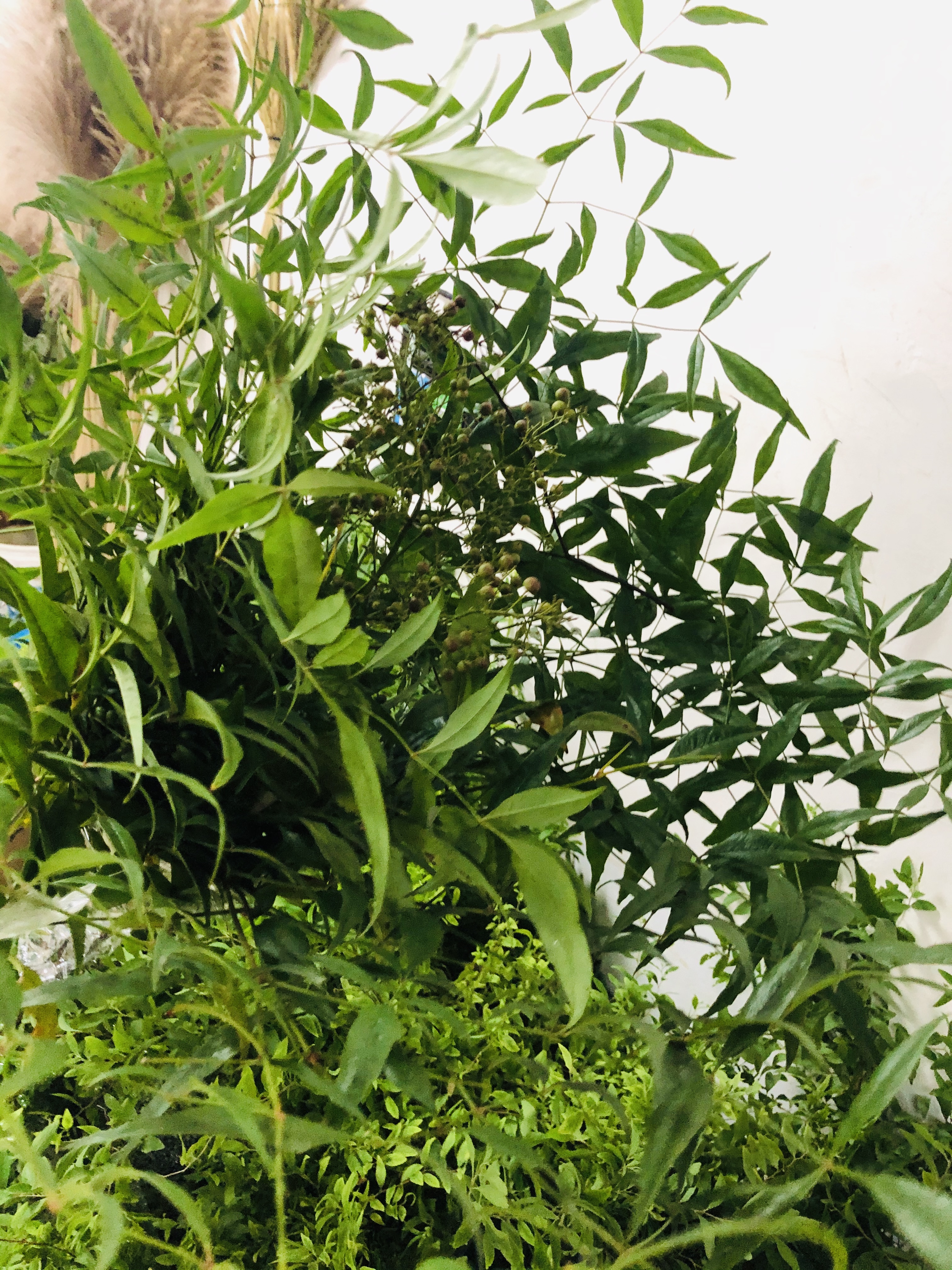 南天竹 花易宝 好货源选大平台