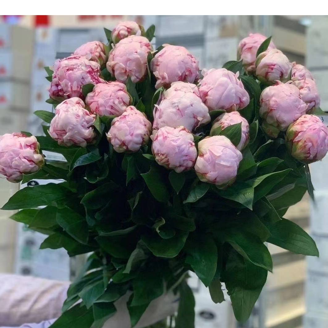 进口芍药(莎拉)