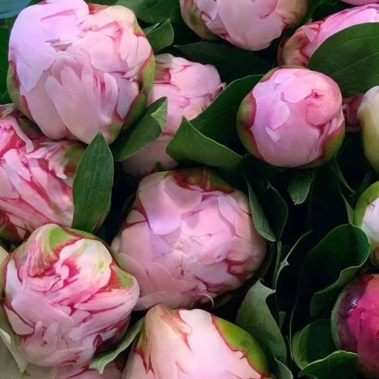 进口芍药(莎拉)