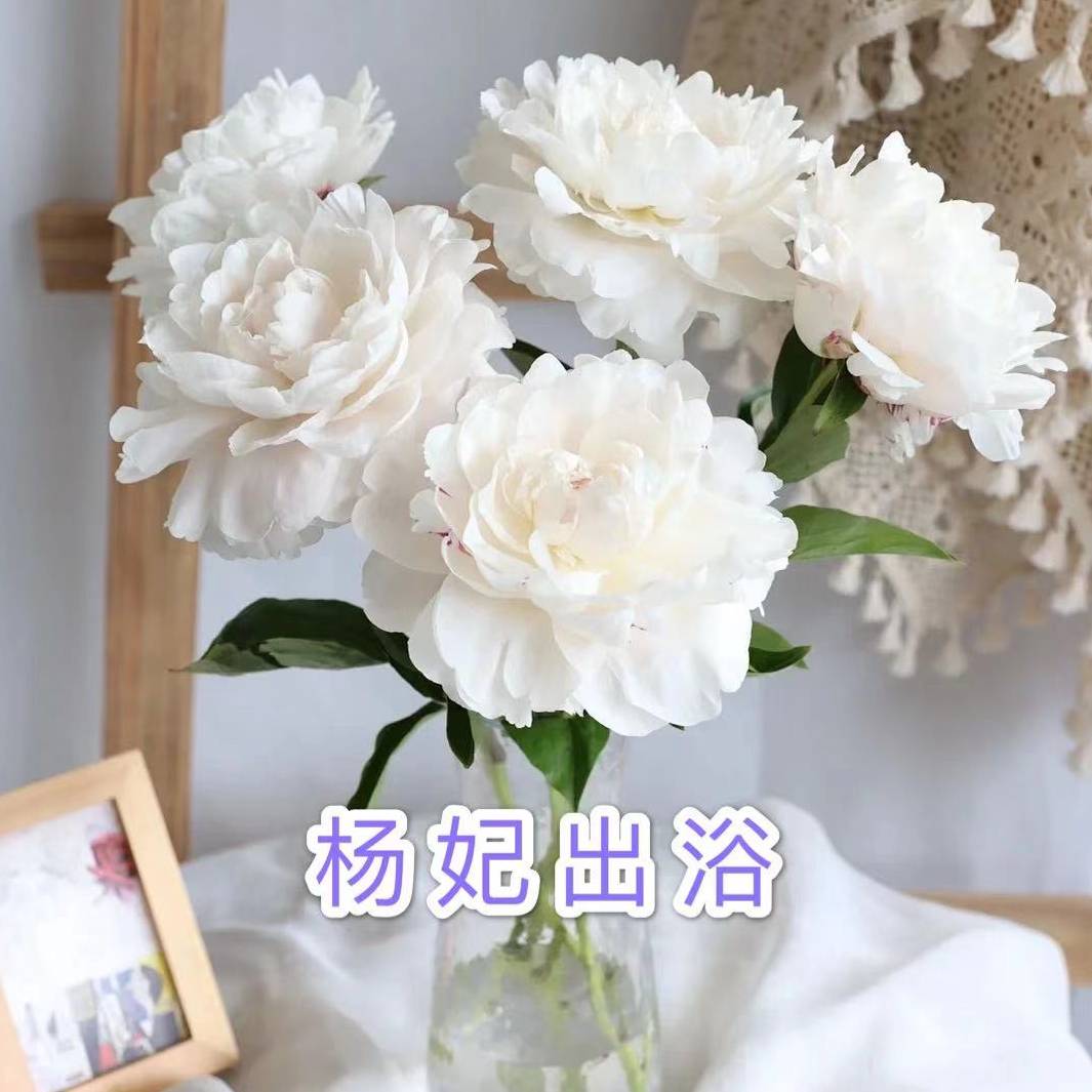 预售红切花芍药杨妃出浴