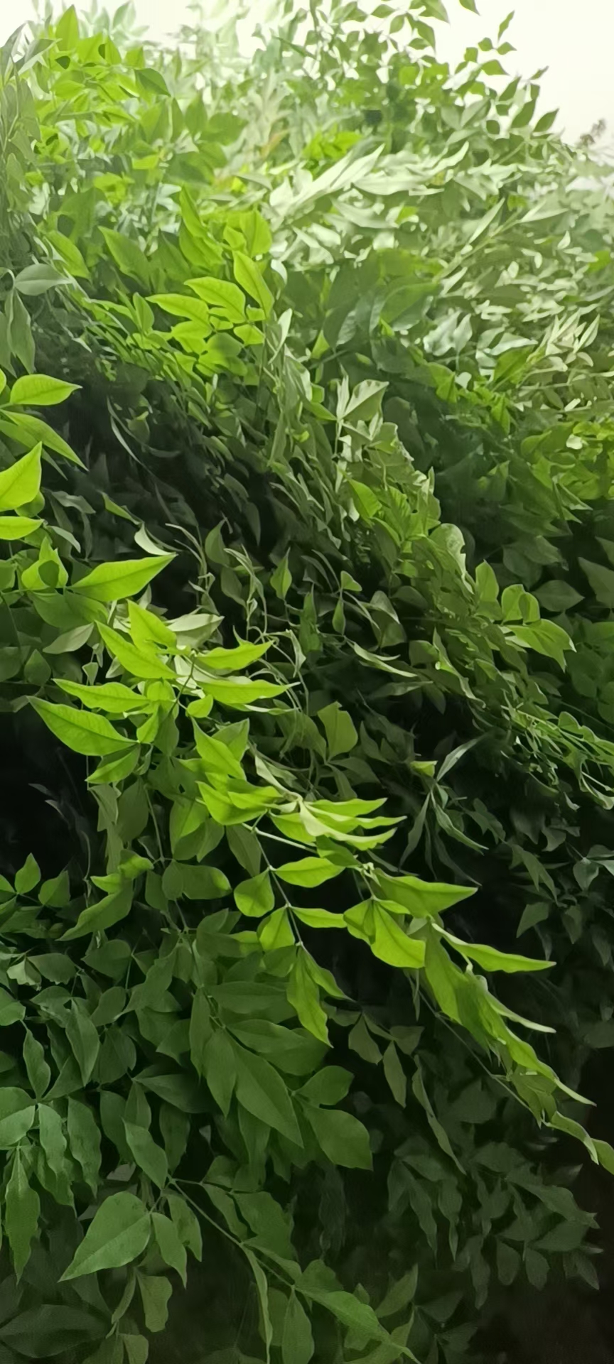 南天竹 花易宝 好货源选大平台 南天竹 花易宝 好货源选大平台