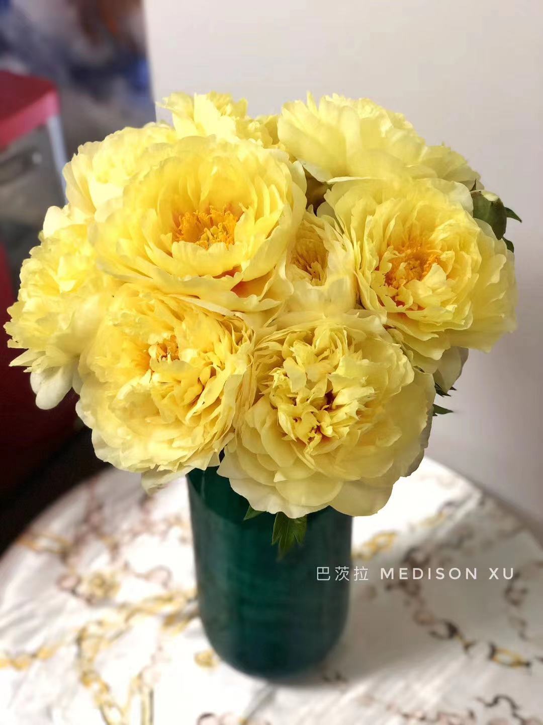 现货进口黄色芍药芭茨拉顺丰包邮