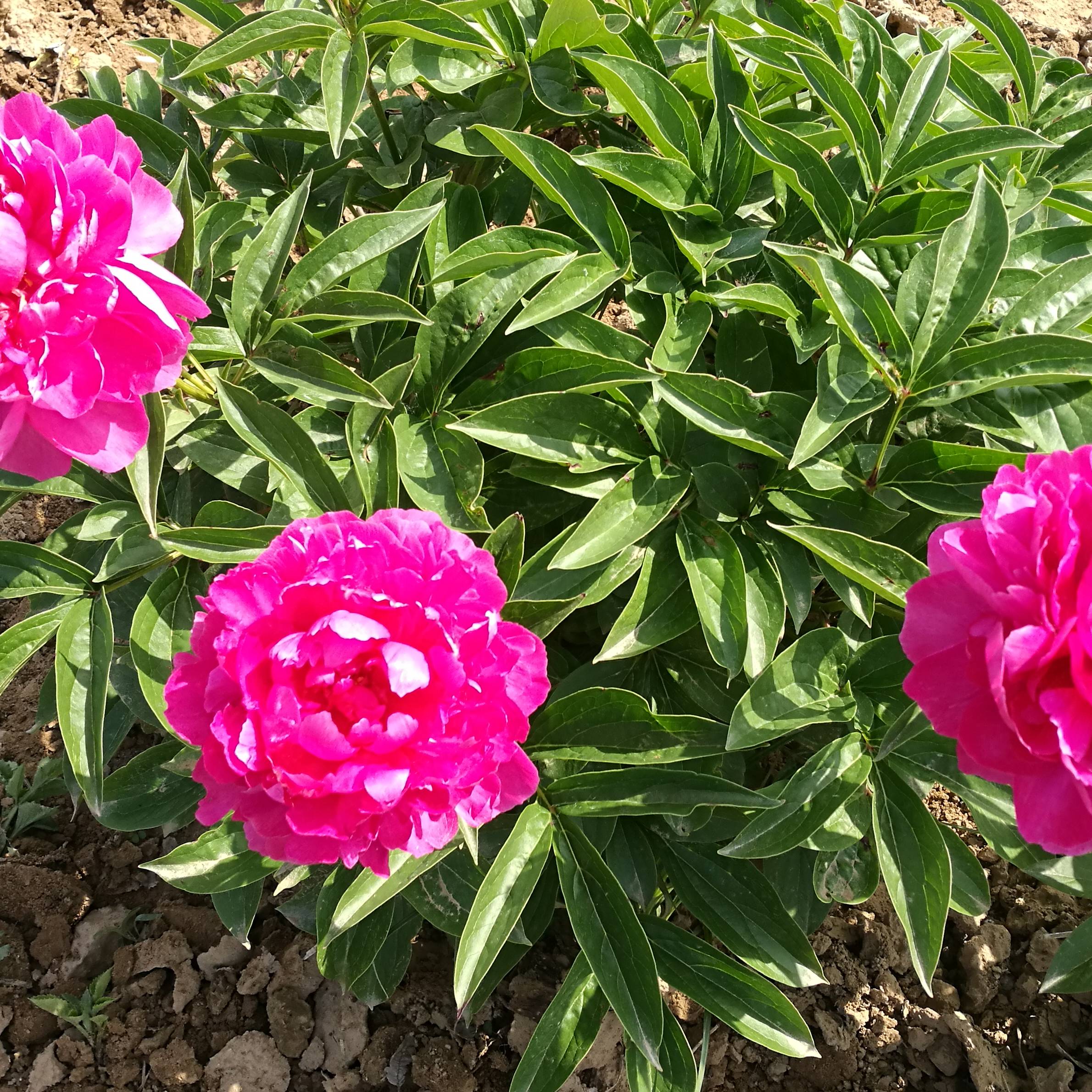 预售芍药大富贵