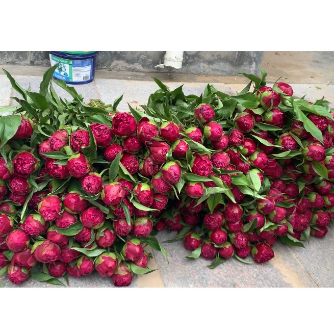 现货|朝阳红芍药鲜切花