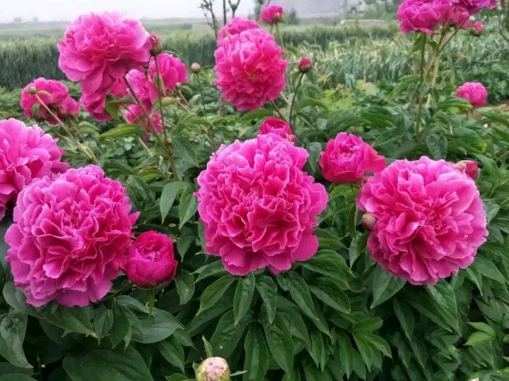 荷兰芍药红富士顺丰空运包邮