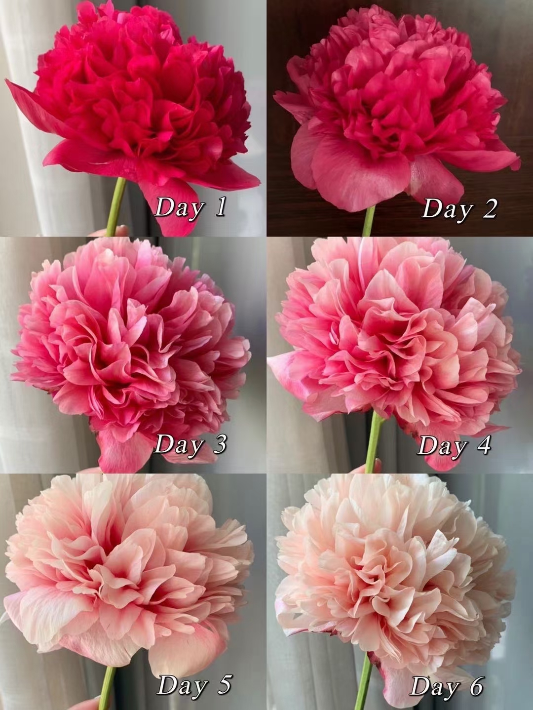 顺丰包邮荷兰进口芍药御前表演