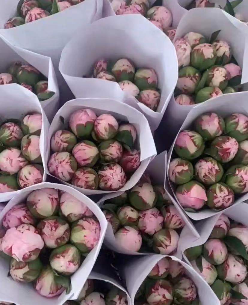 预售进口沙拉芍药鲜切花