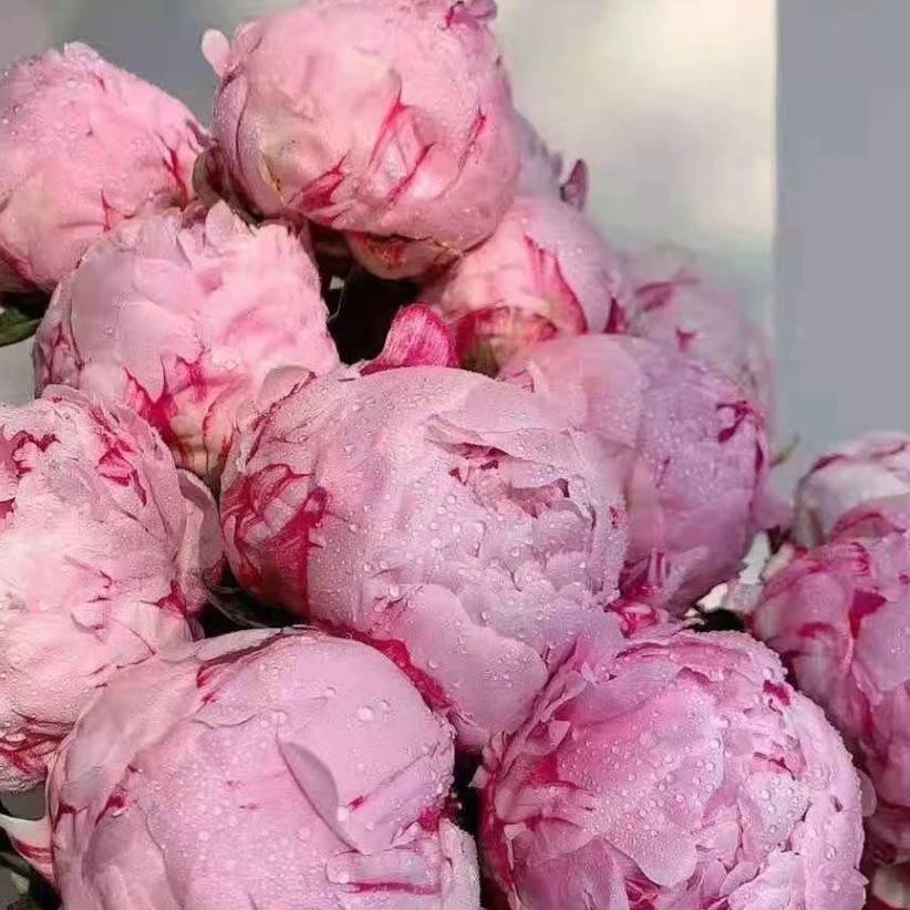 山东荷兰芍药(沙拉)鲜切花顺丰空运包邮基地直发