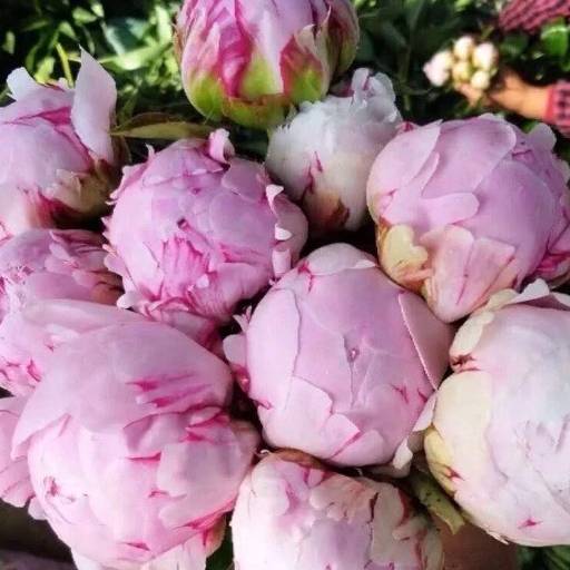 山东荷兰芍药(沙拉)鲜切花顺丰空运包邮基地直发