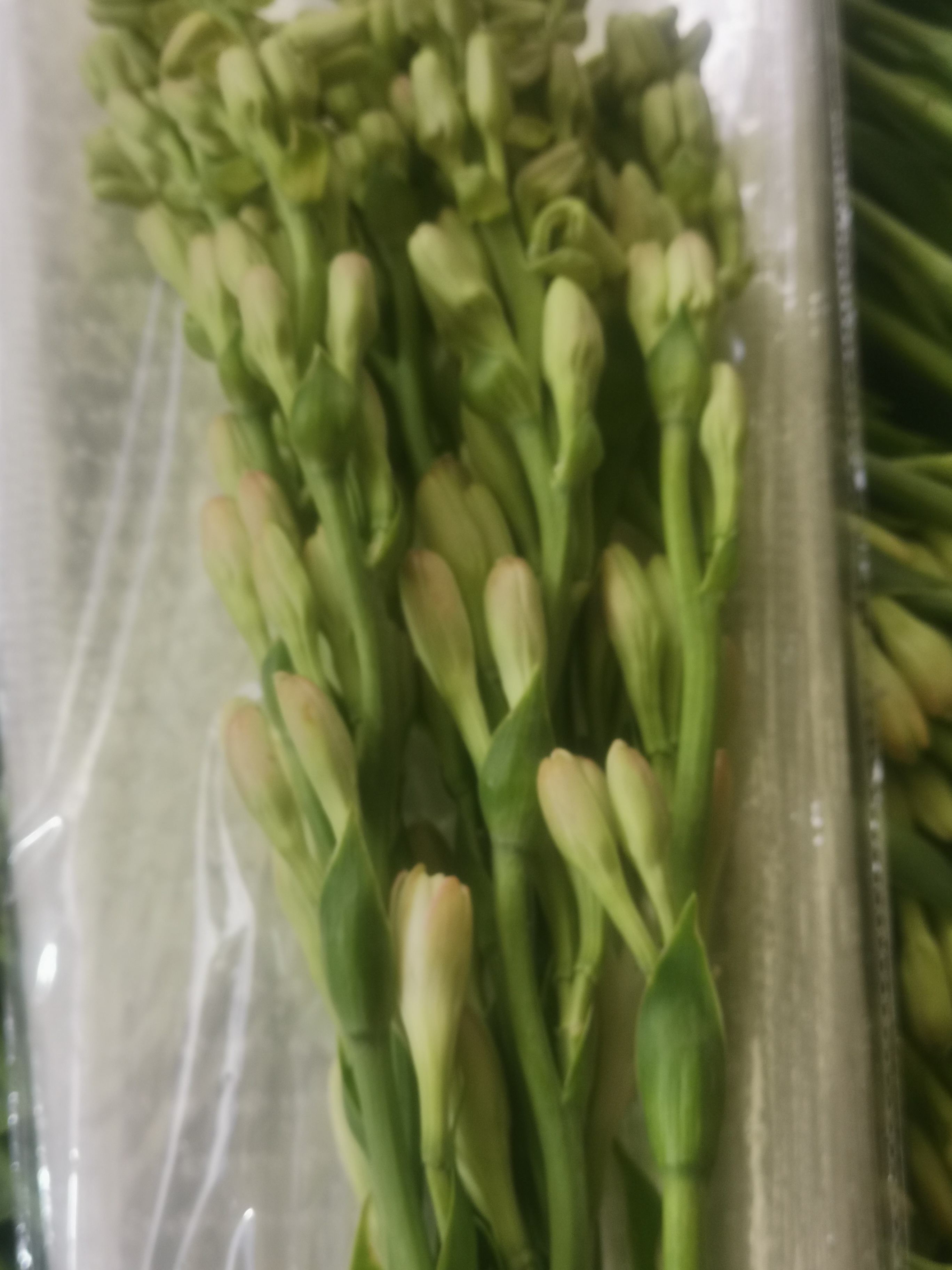 夜来香 花易宝 好货源选大平台