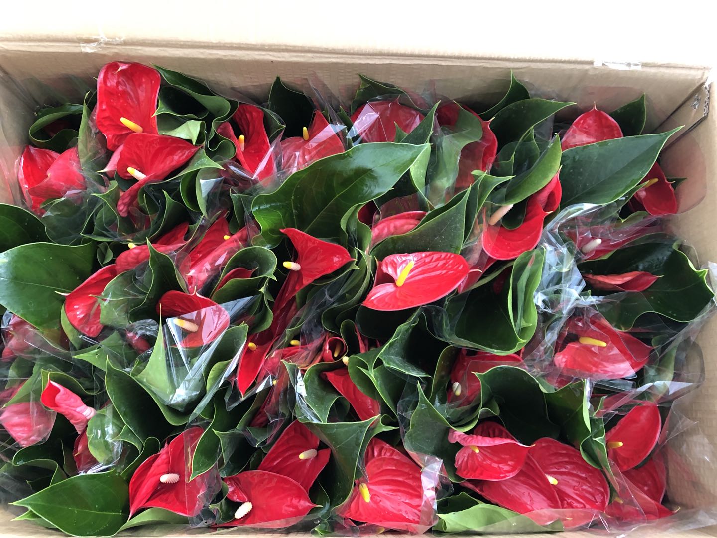 红掌(密西根)￥21.80