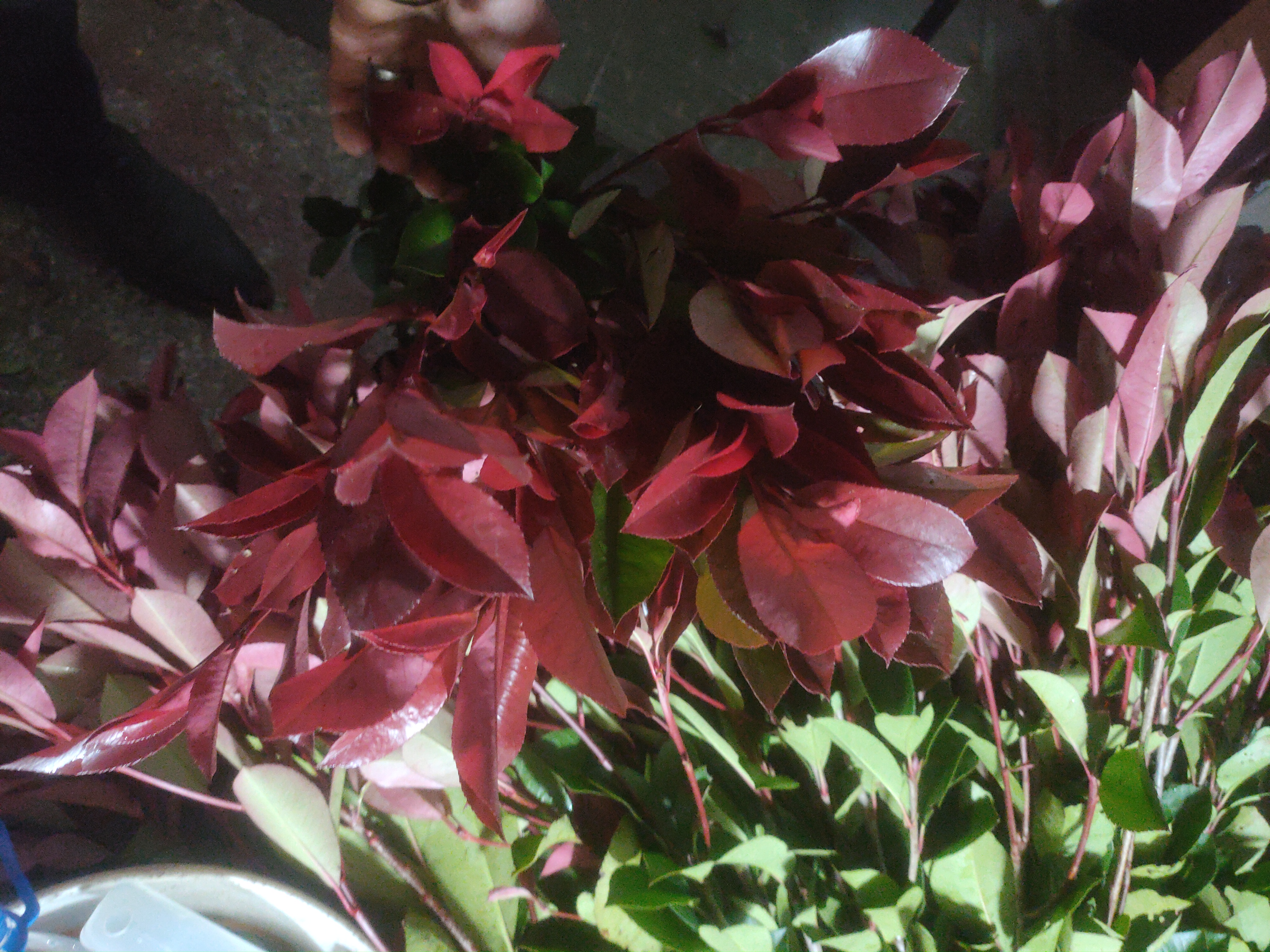 红叶石楠 花易宝 好货源选大平台