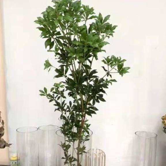 国产马醉木 花易宝 好货源选大平台