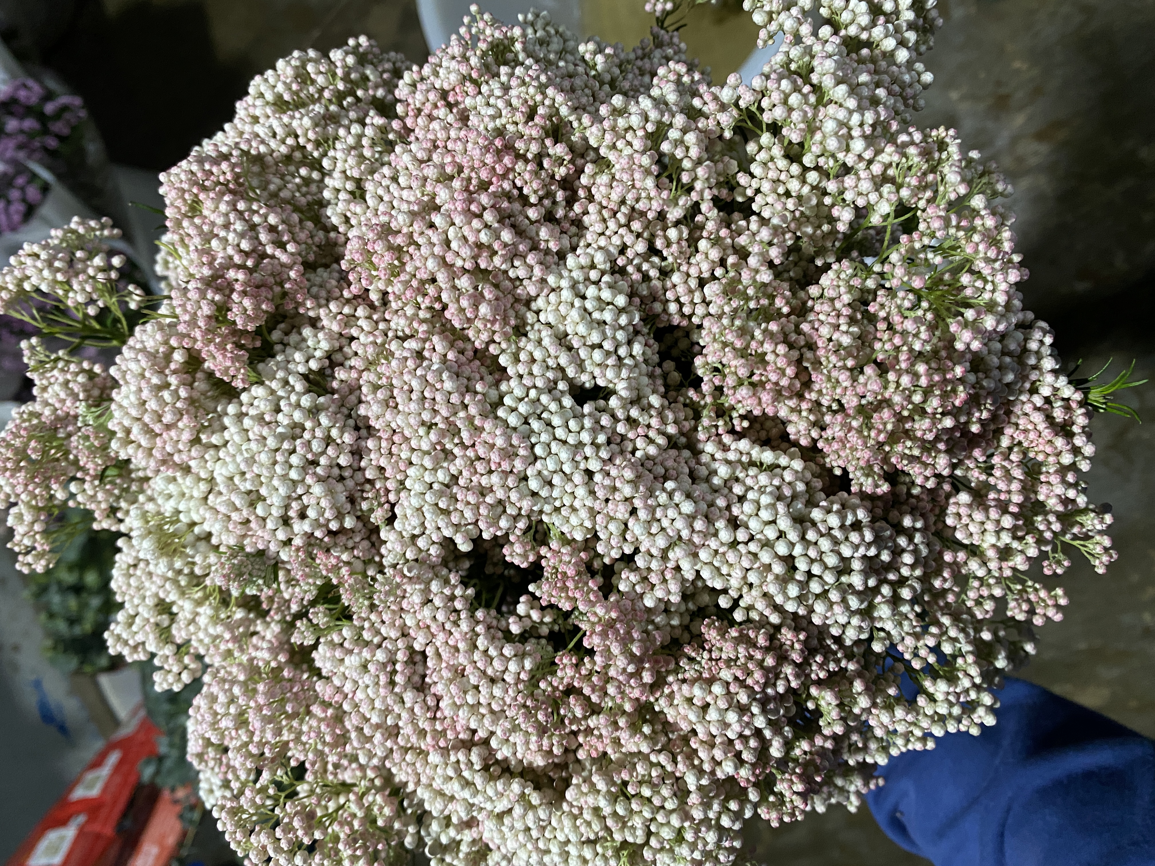 小米花 鲜花 花易宝 好货源选大平台