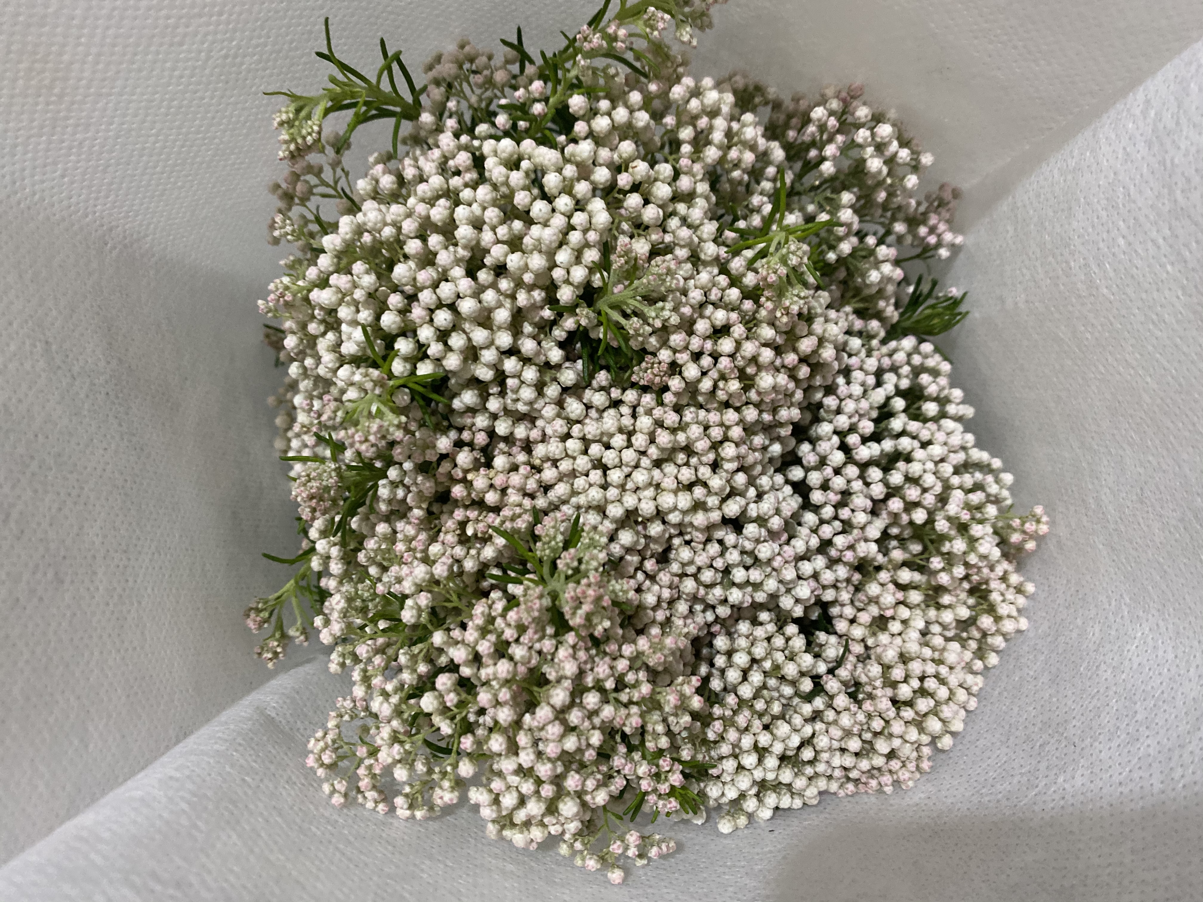 小米花 鲜花 花易宝 好货源选大平台