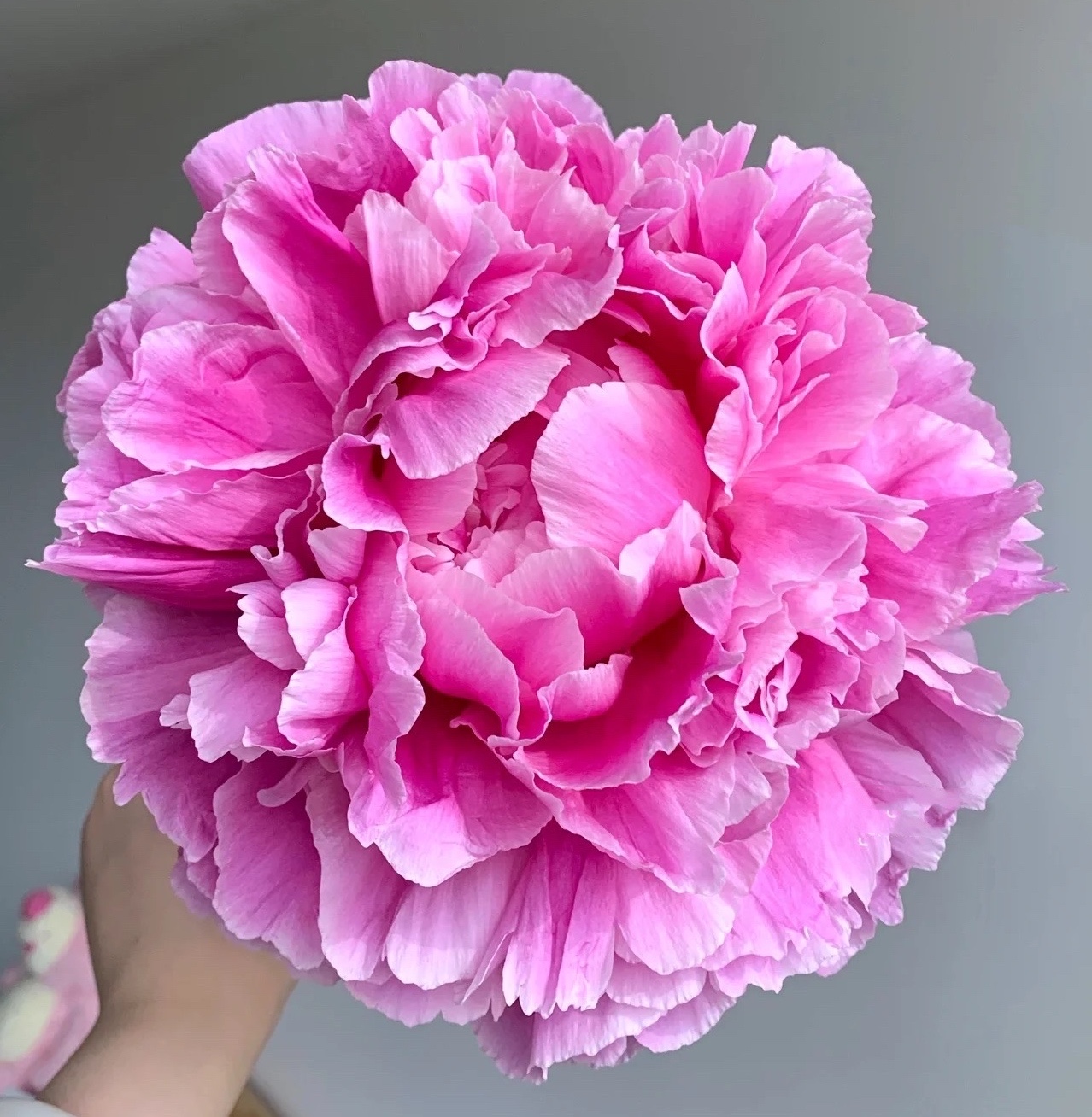 a77高端进口芍药超大花苞伽马顺丰包邮