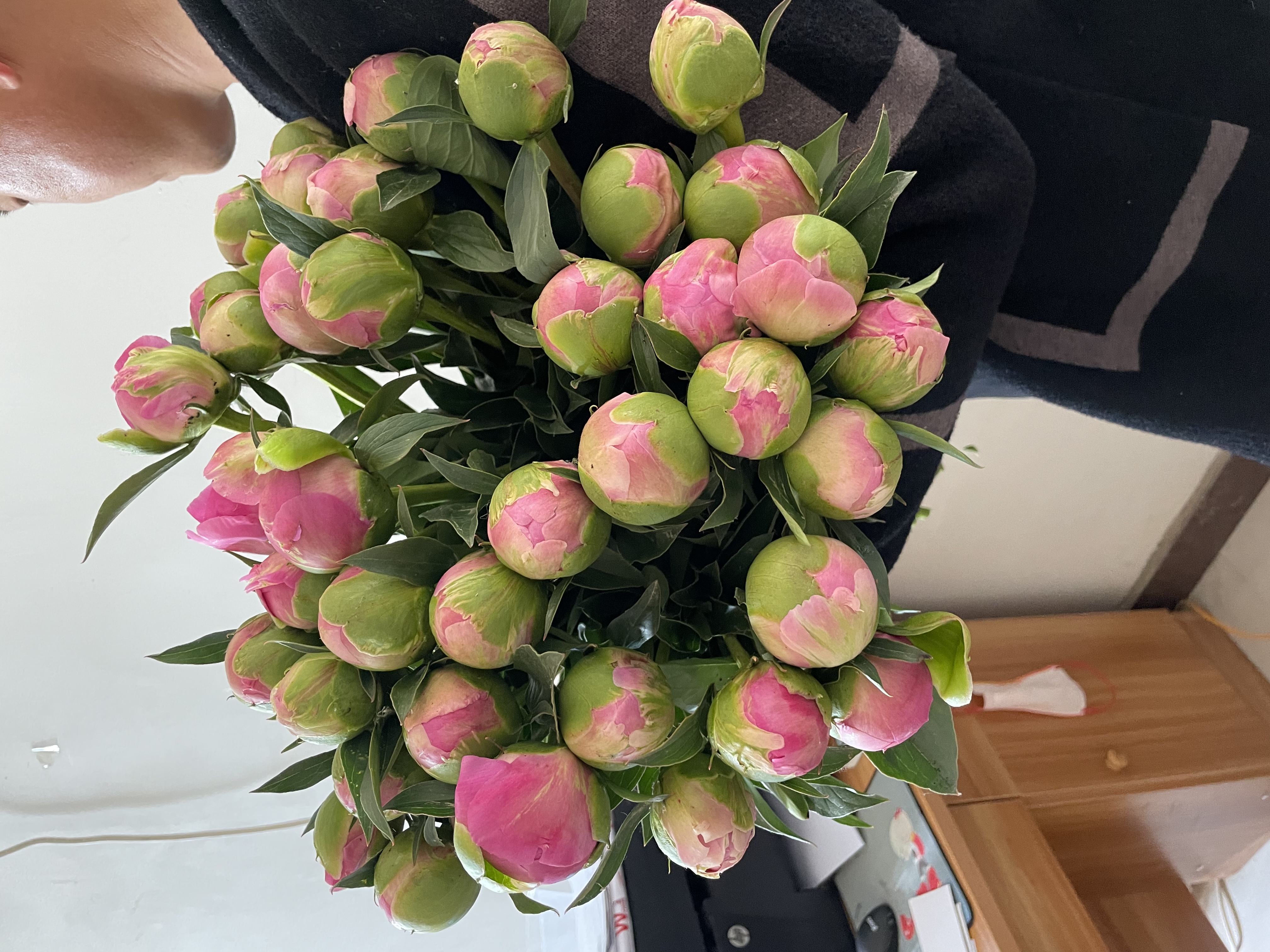 a77高端进口芍药超大花苞伽马顺丰包邮