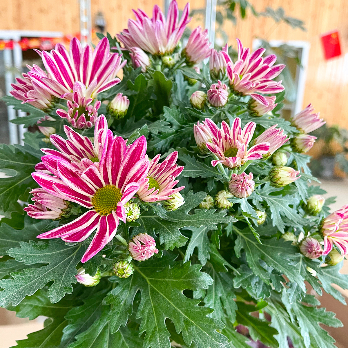 网红斑纹菊- 花易宝-好货源选大平台