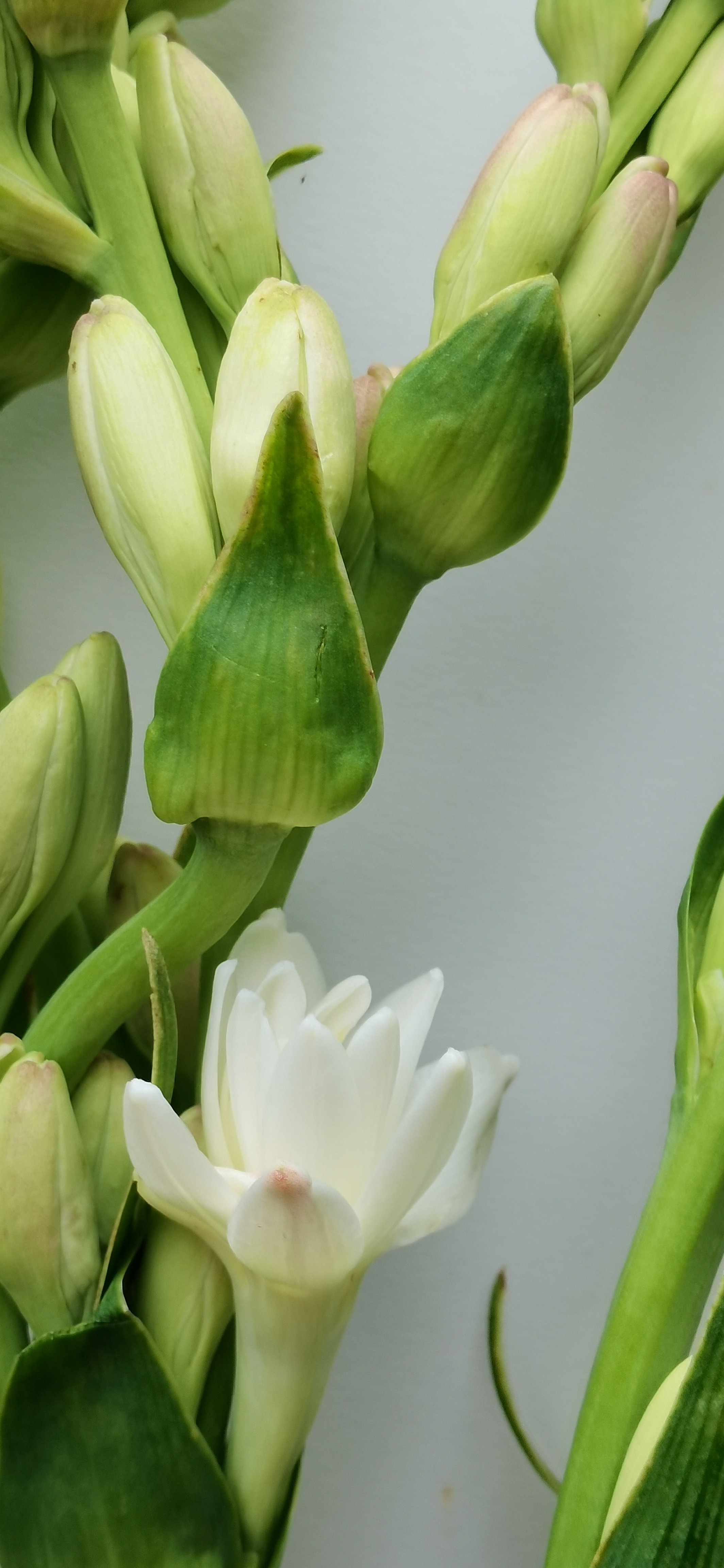 夜来香 花易宝 好货源选大平台