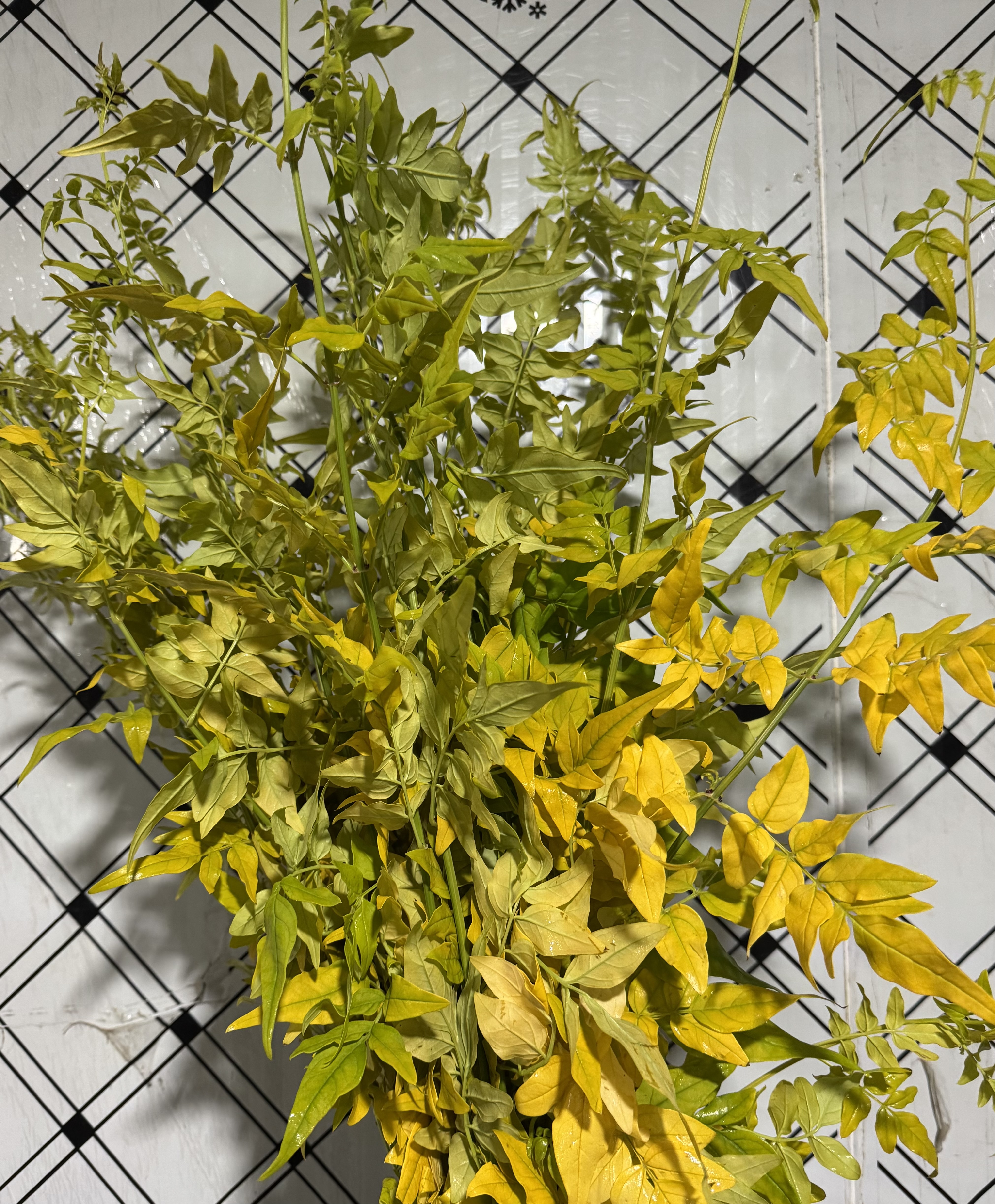 黄金九星叶- 花易宝-好货源选大平台