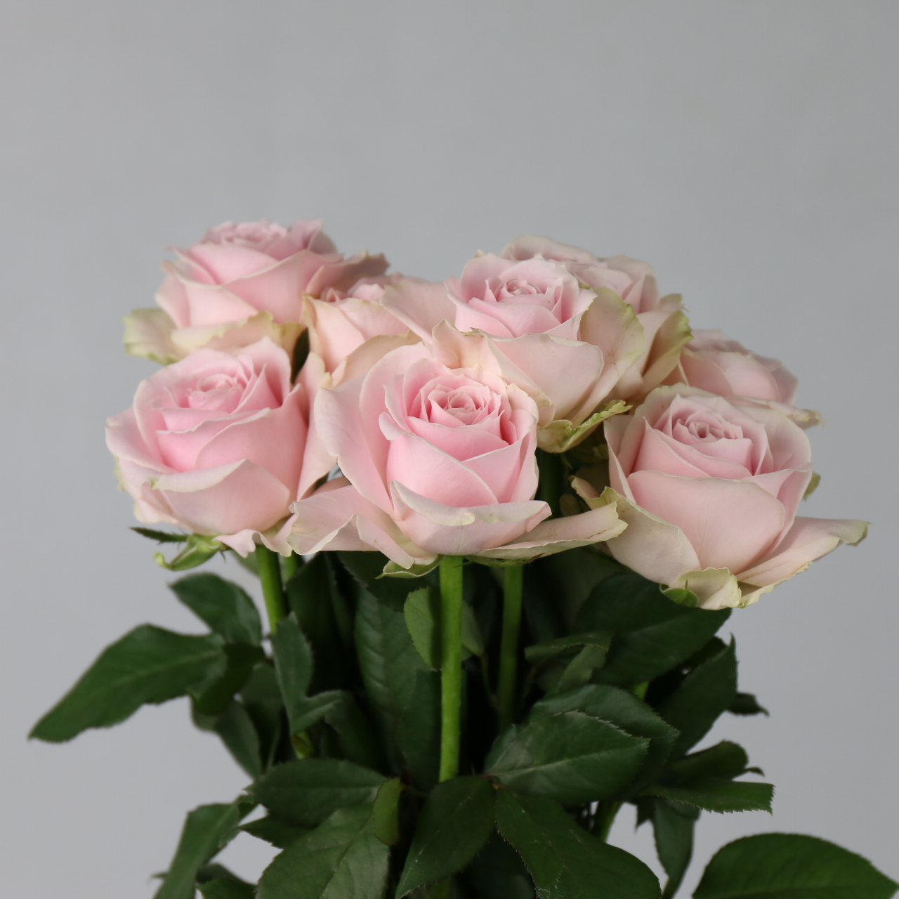 鲜艳粉色玫瑰花图片素材-编号27036503-图行天下
