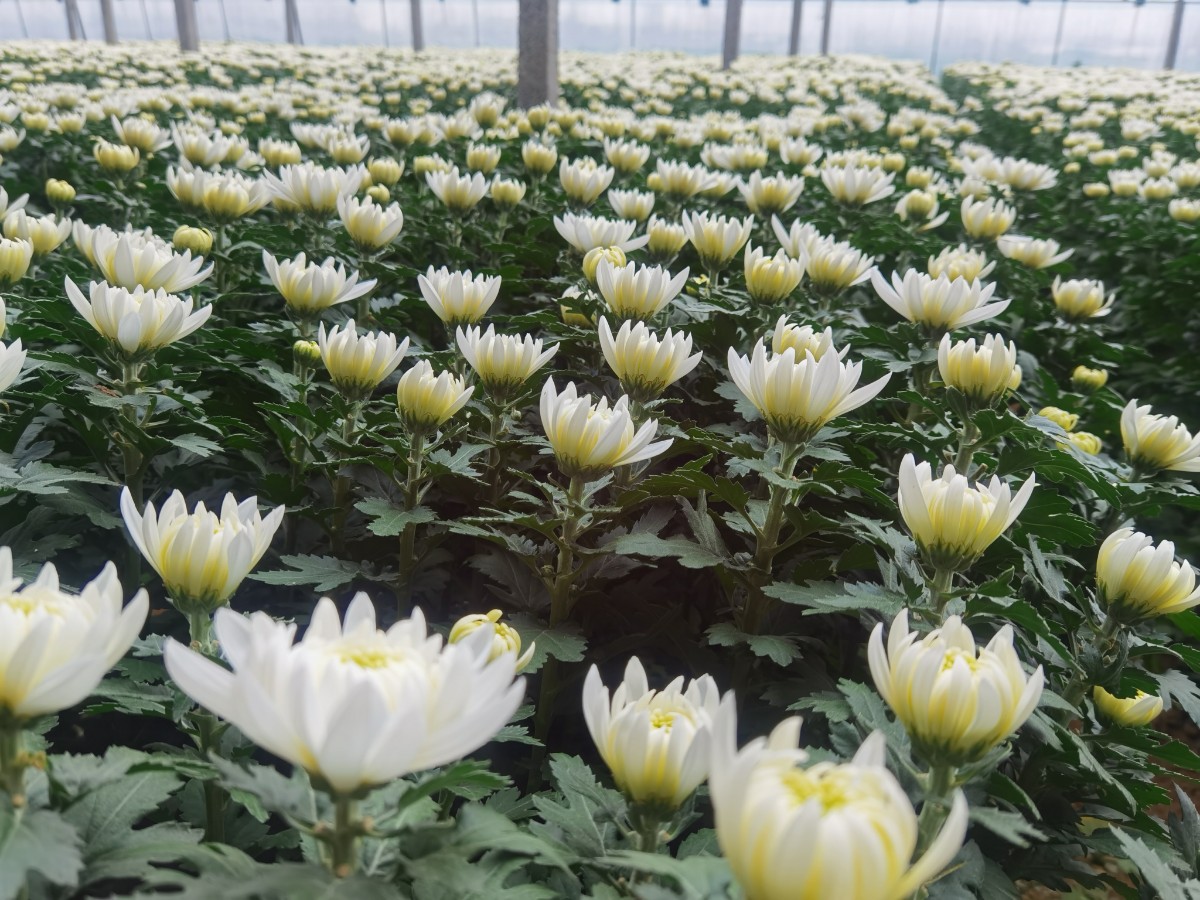 全国可发徐州分站主要以白菊为主,最近正大量上市,货源充足,花材优选