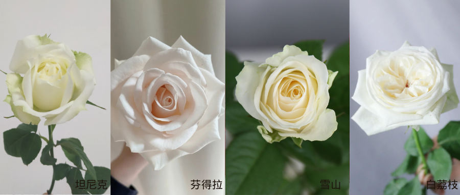 高原红 (2).png