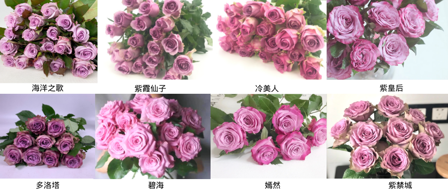 卡罗拉、法兰西、新娘、自由 高原红、玫昂红、罗德斯、珍爱 (6).png