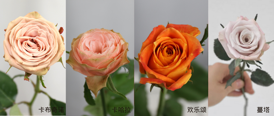 高原红 (3).png