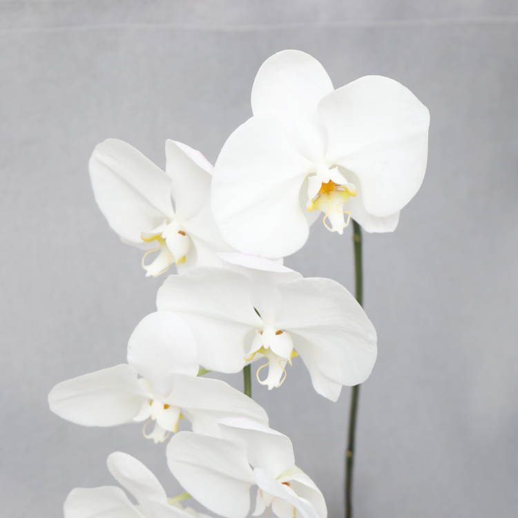 蝴蝶兰 白色.png