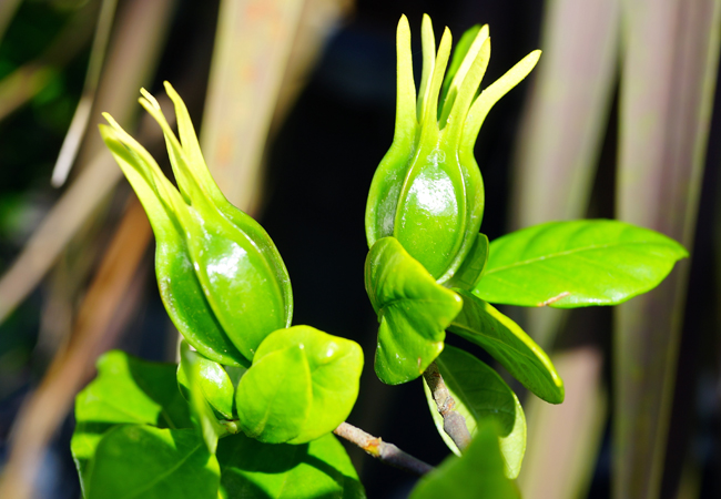 枝枝花果实图片