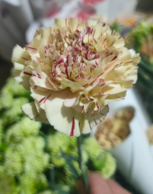 宝莱托.png 宝莱托.png