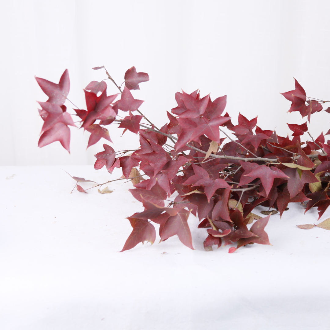 _G7A9393.JPG _G7A9393.JPG