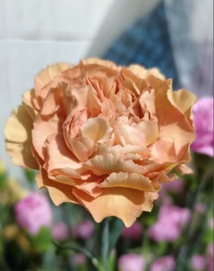 川玉.png 川玉.png