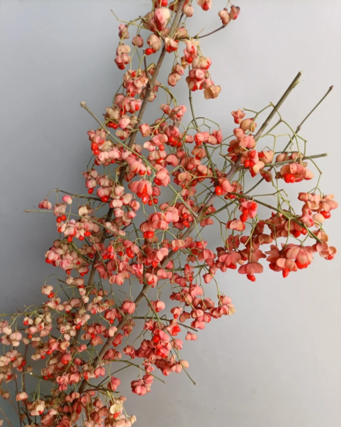 白杜花.png 白杜花.png