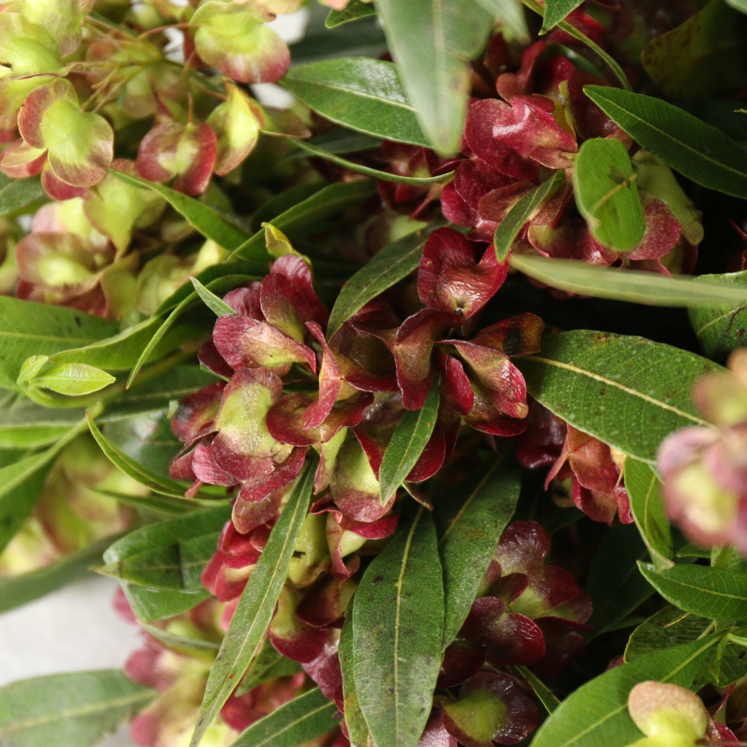 IMG_9887.JPG IMG_9887.JPG