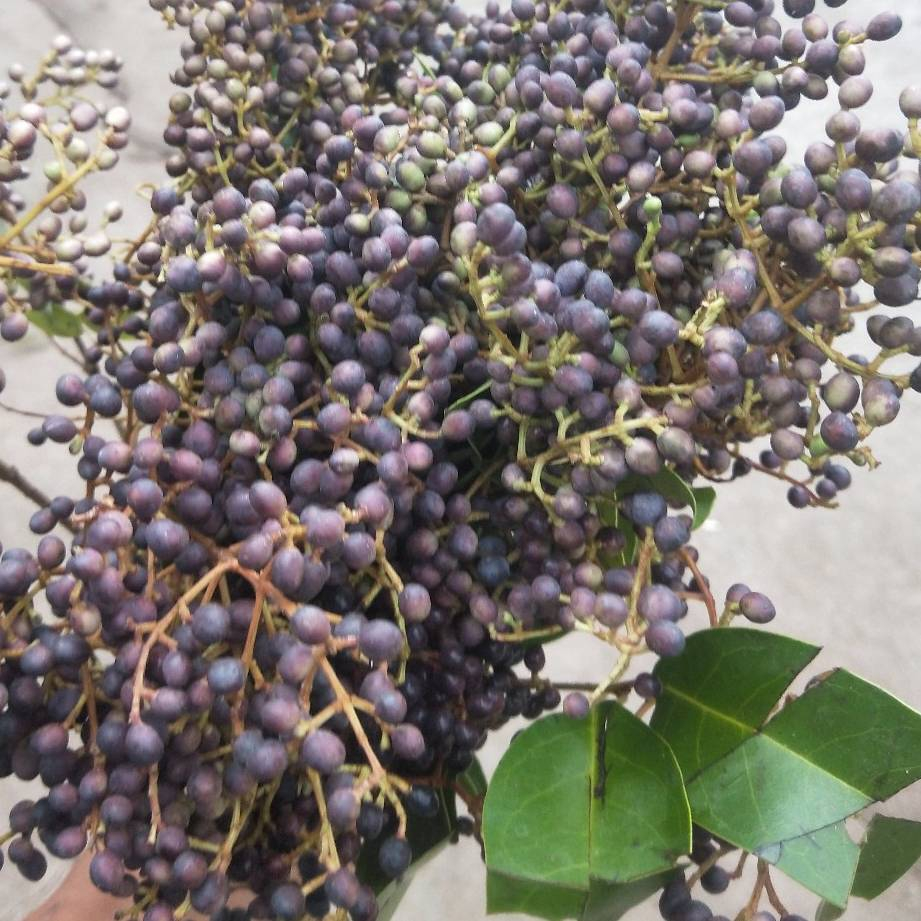 米贞冬青.jpg 米贞冬青.jpg