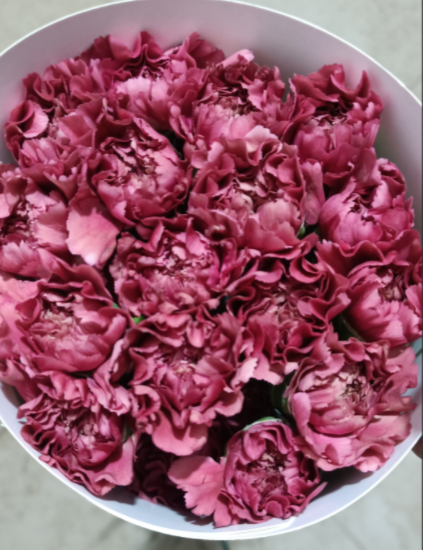 橘子.png 橘子.png