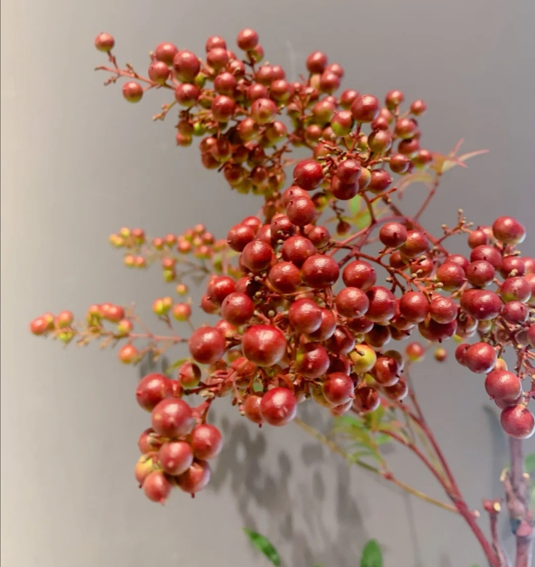 南天竹果.jpg 南天竹果.jpg