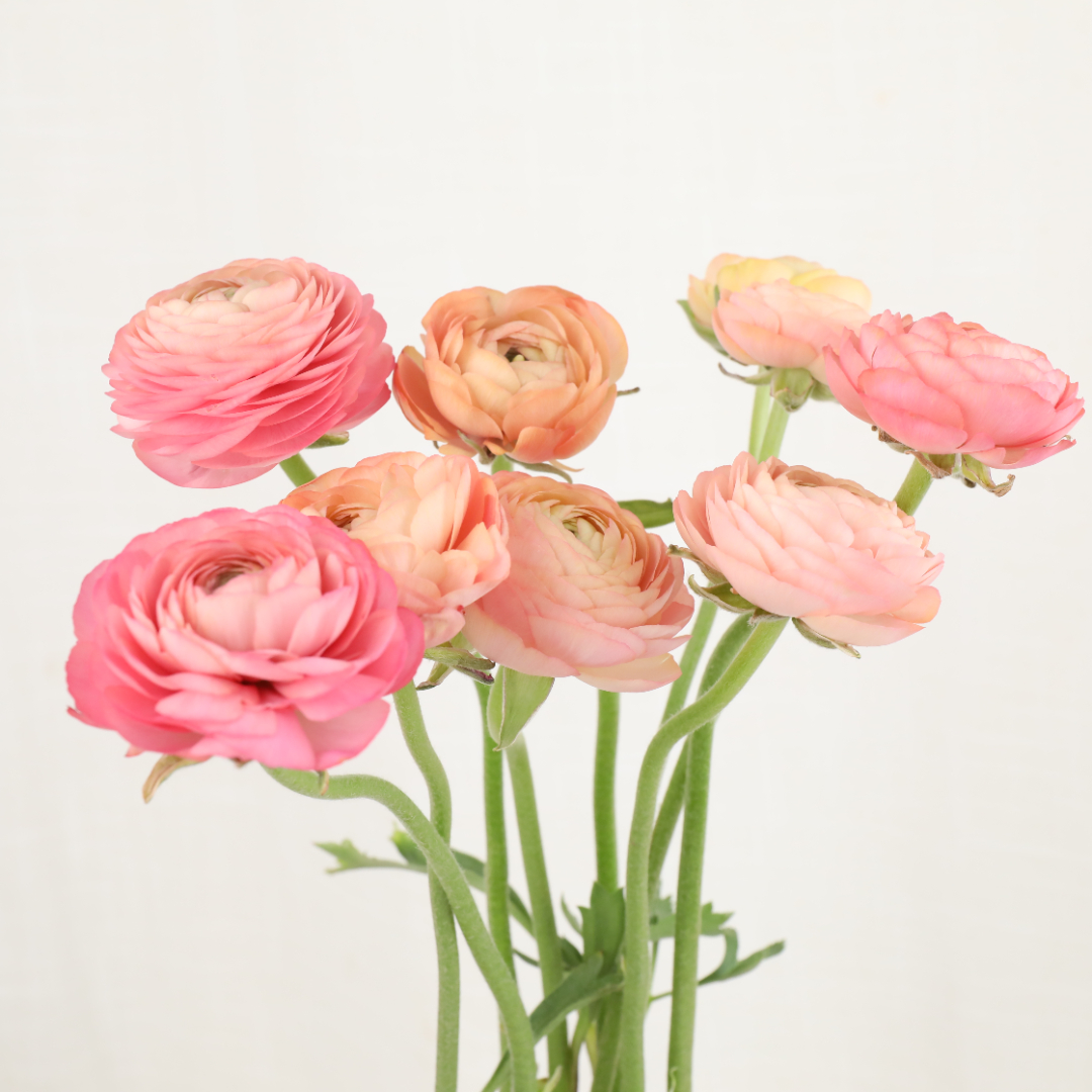 4I7A7072.JPG 4I7A7072.JPG