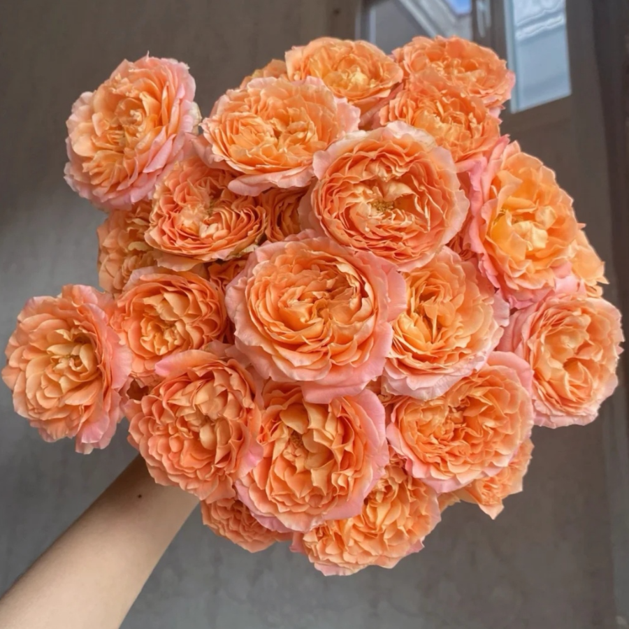 杏色蕾丝.jpg 杏色蕾丝.jpg