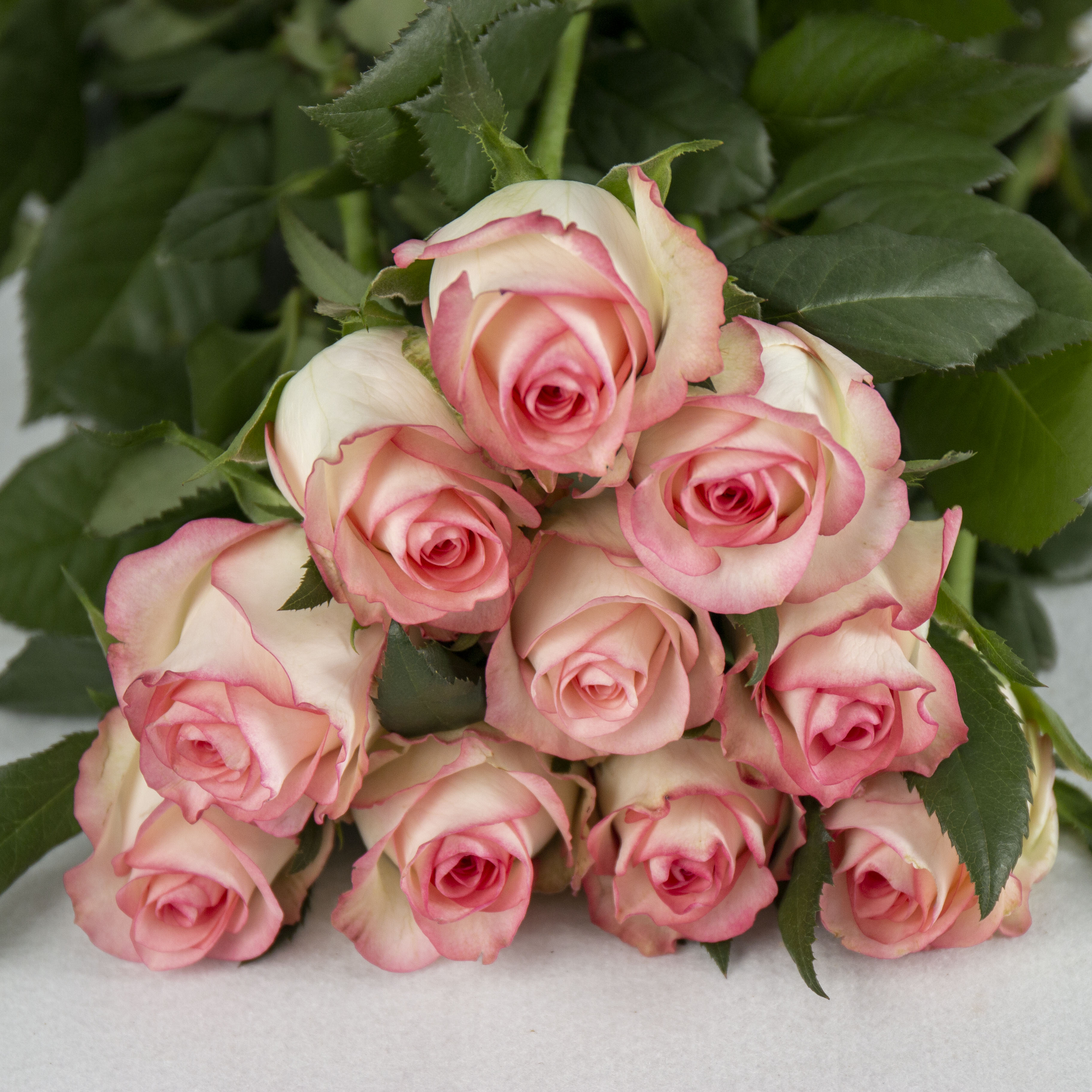 IMG_6749.jpg IMG_6749.jpg