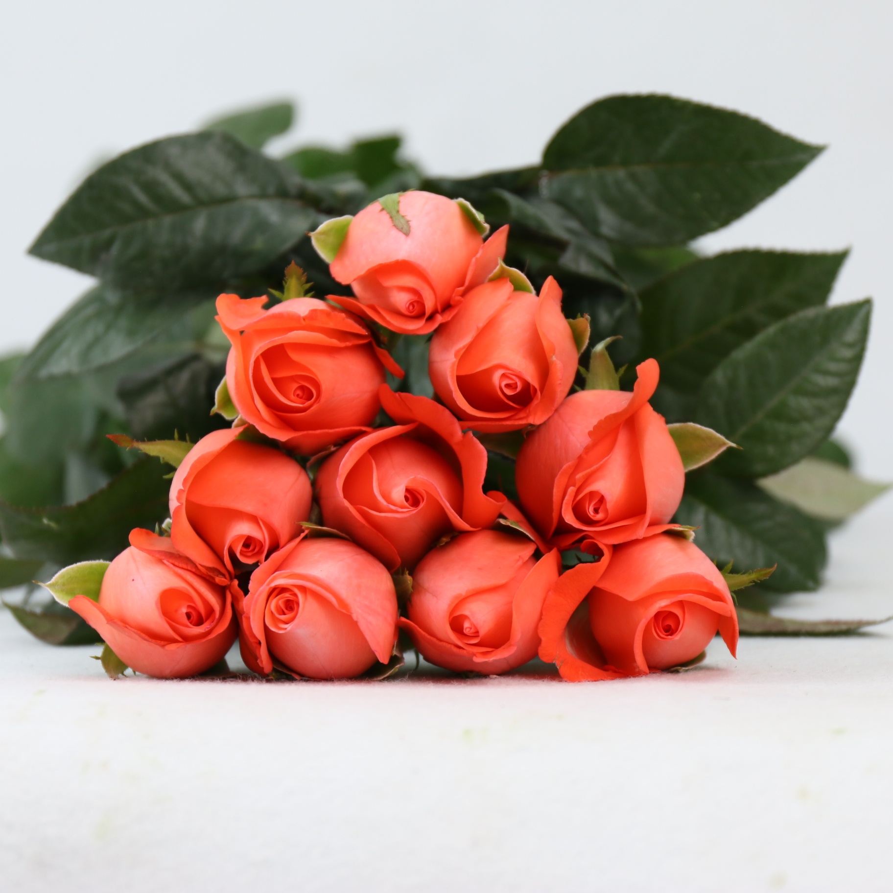 IMG_8367.JPG IMG_8367.JPG